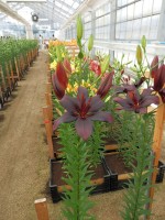 [4083 Black Charm VZ No301.JPG]